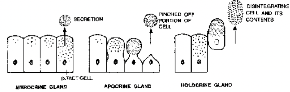 Glandular Epithelium